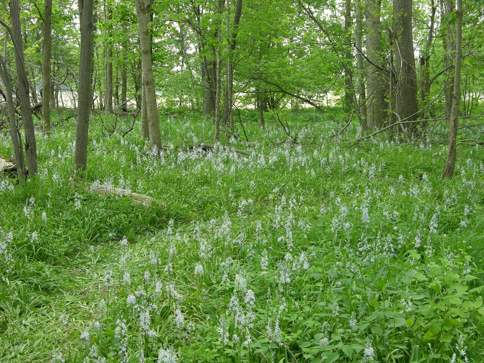 view of trail